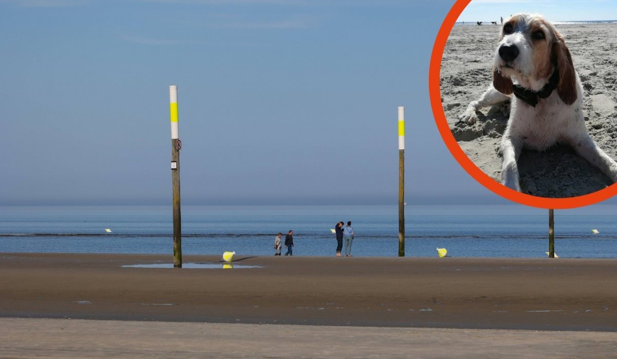 Sankt Peter-Ording Hund.jpg