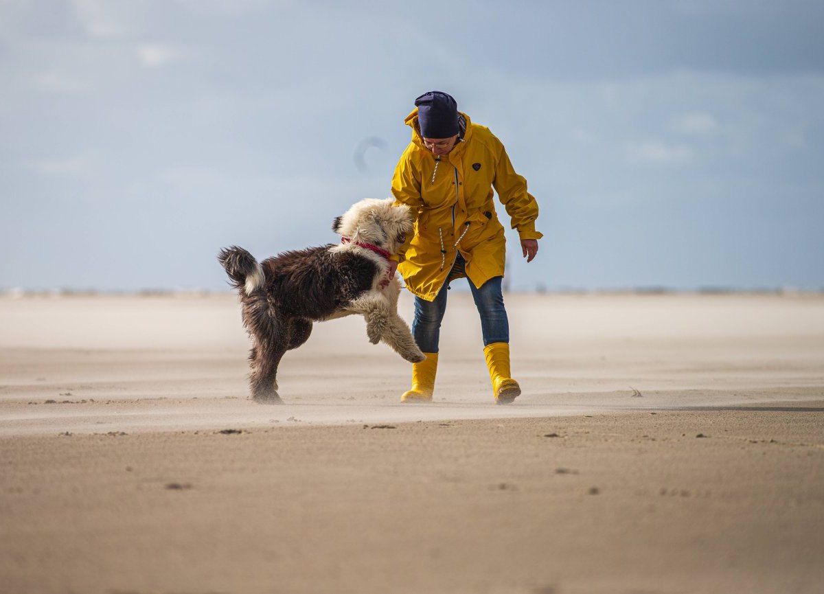 Sankt Peter-Ording Hund Strand.jpg