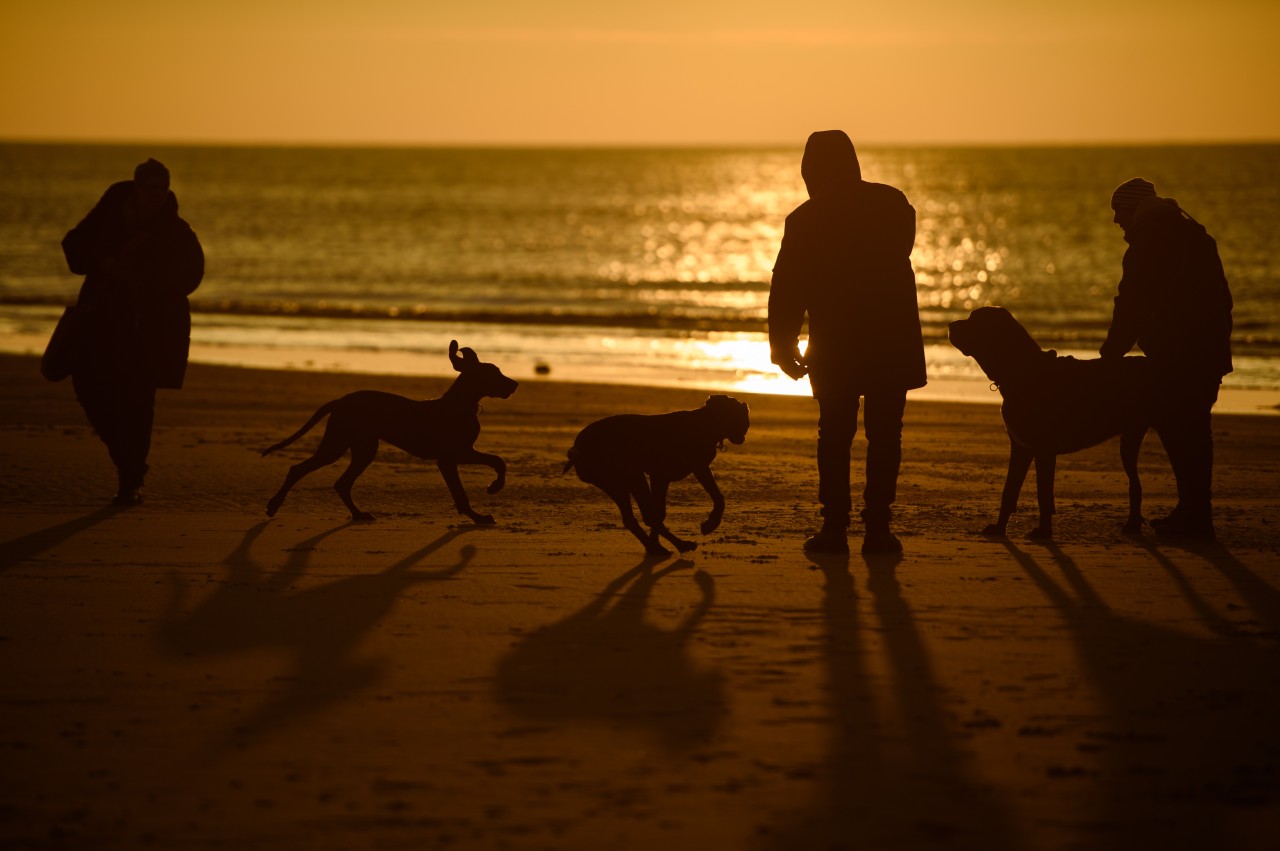 Hunde am Strand von Sankt Peter-Ording