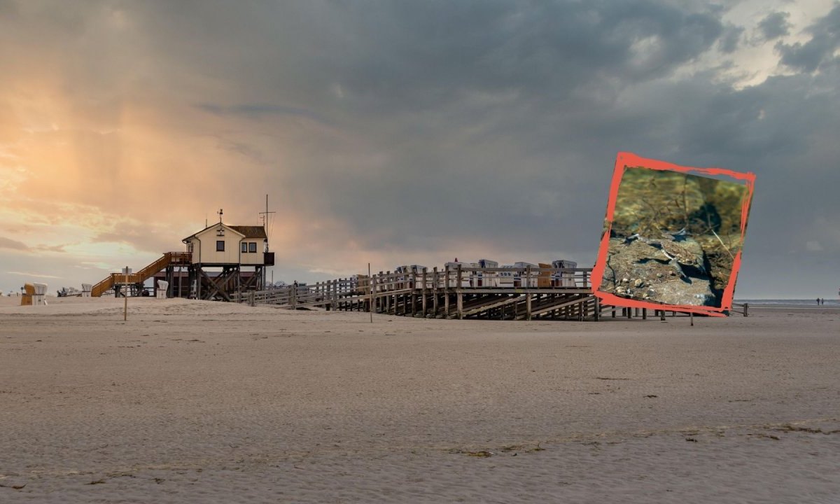 Sankt Peter-Ording Kröten.jpg