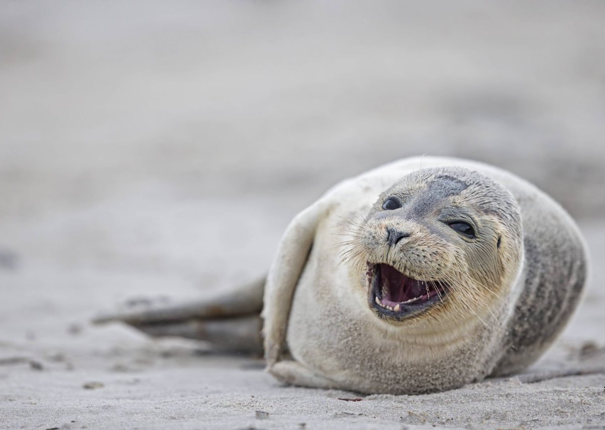 Sankt Peter-Ording Seehundbaby.jpg