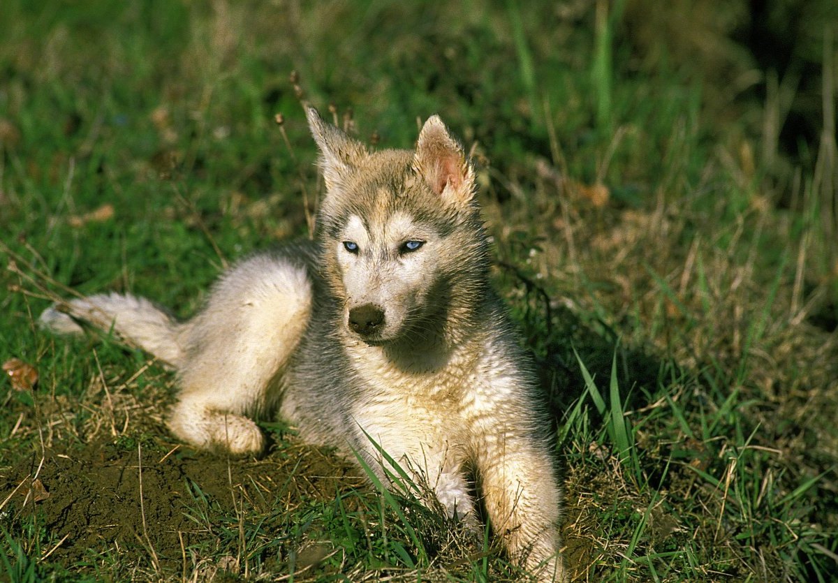 Schleswig-Holstein Husky.jpg