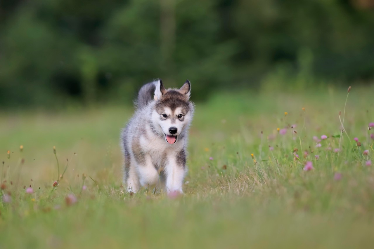 Die Frau wollte nach ihrem jungen Husky sehen. (Symbolbild)