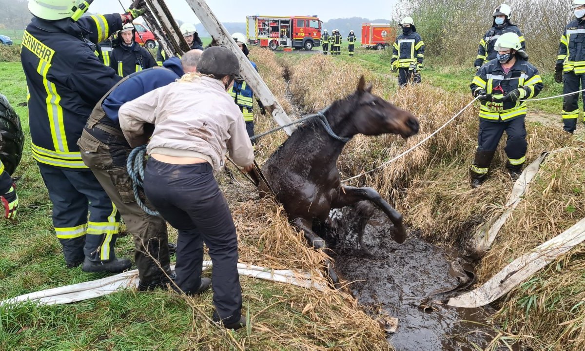 Schleswig-Holstein-Pferd.jpg