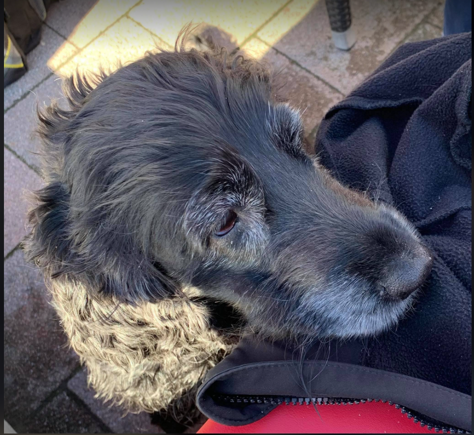 Cocker Spaniel Donna. 