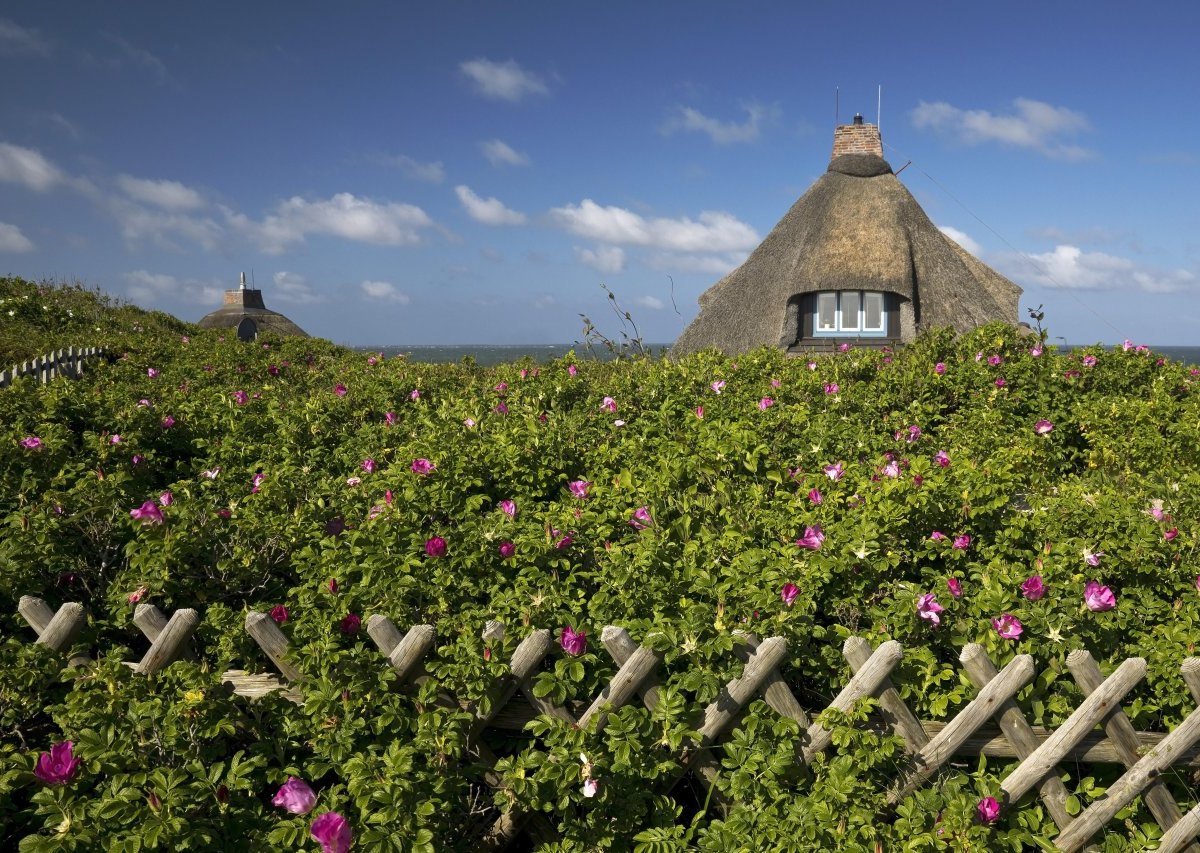 Sylt Garten Nordsee Insel Rehe Urlaub Tiere Natur Facebook