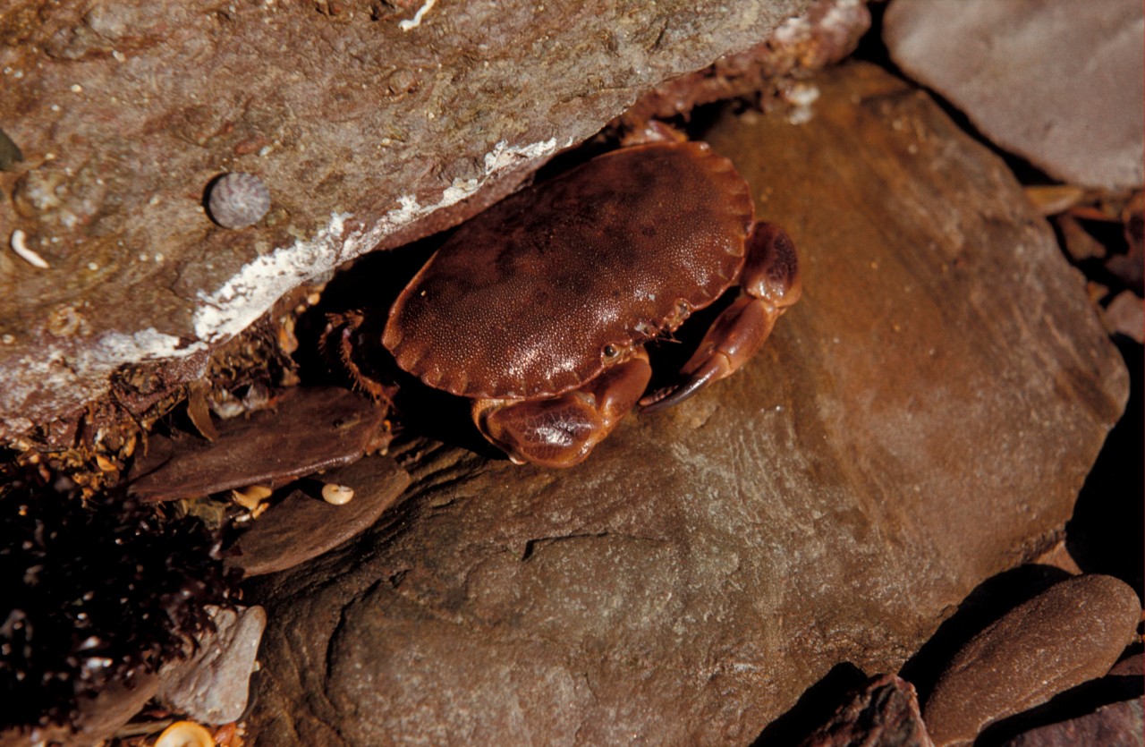 Die Scheren des Meeresbewohners gelten auf Helgoland als Spezialität.