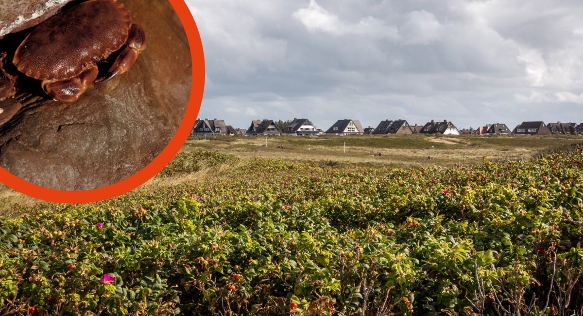 Sylt-Urlauber Fund Strand Hörnum Taschenkrebs Helgoland Knieper