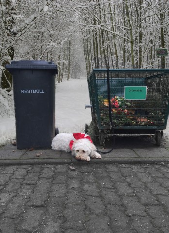 Oft müssen Tiere an Weihnachten als Geschenk herhalten. 