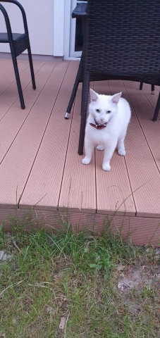 Die Katze kam täglich bei den Urlaubern auf Usedom vorbei. 