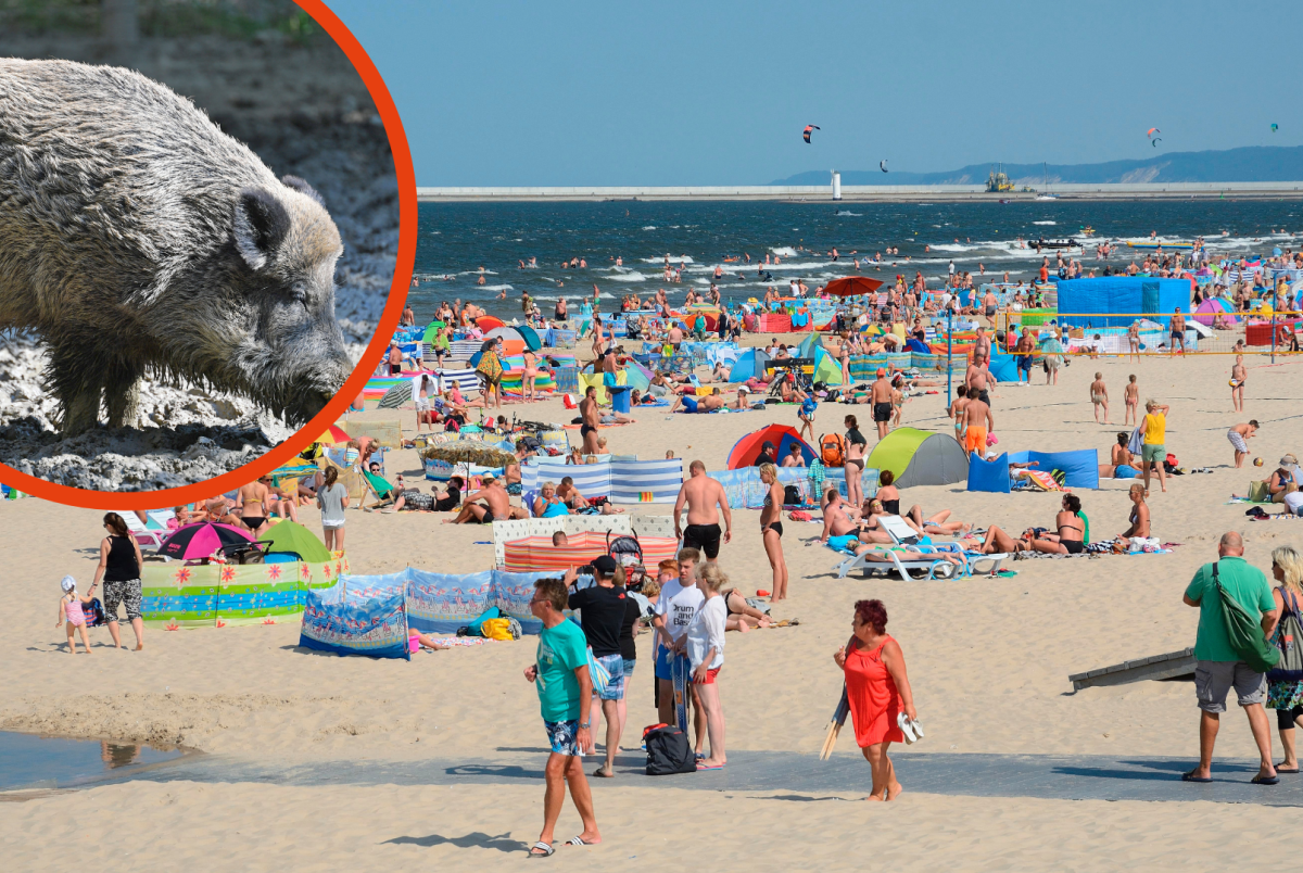 Usedom Swinemünde Kurpark Wildscheine Hund Ostsee Tierarzt