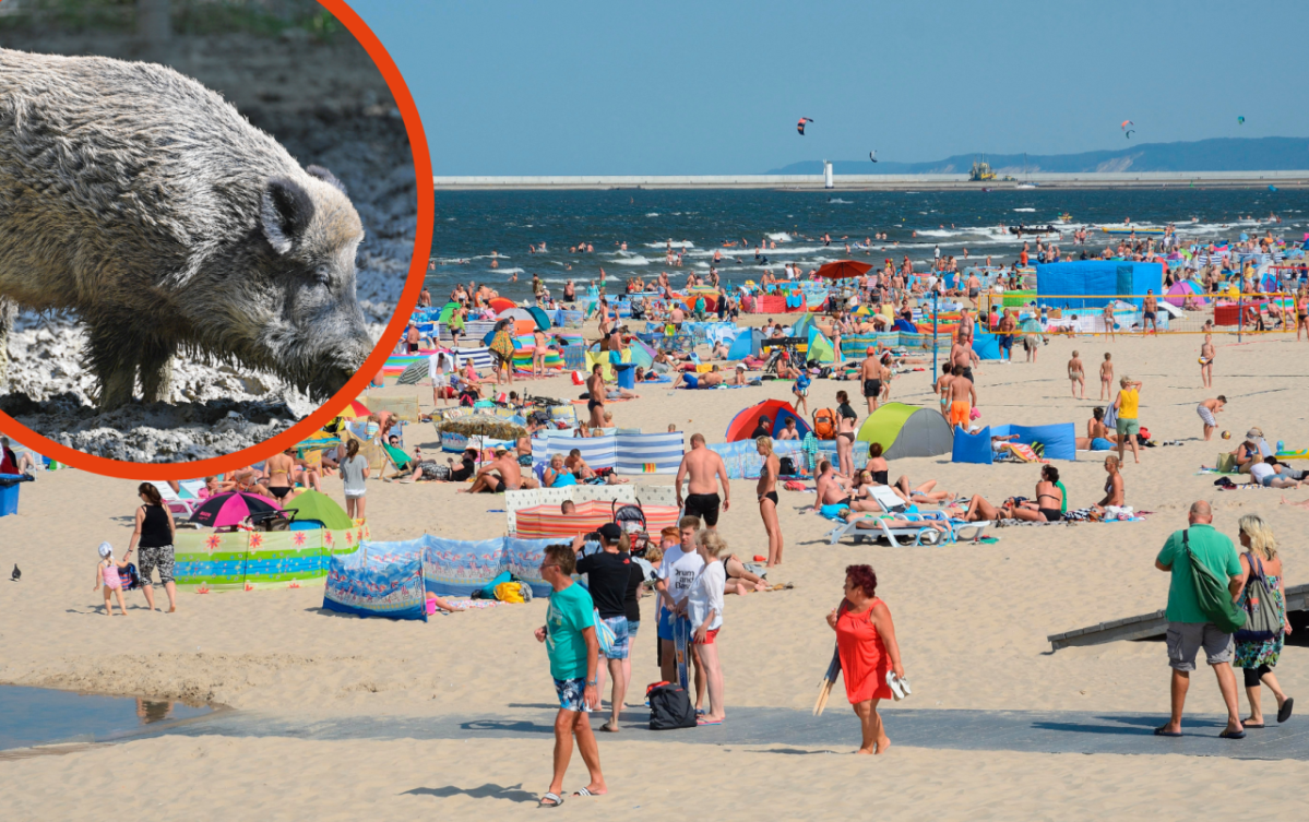 Usedom Swinemünde Kurpark Wildscheine Hund Ostsee Tierarzt