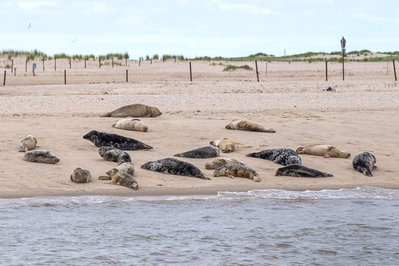 Im Bewohner und Ökosystem der Nordsee zu schützen, will Niedersachsen Öl- und Gasförderung verbieten. 