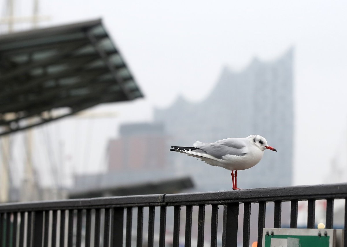 Wetter-Hamburg-Möwe.jpg