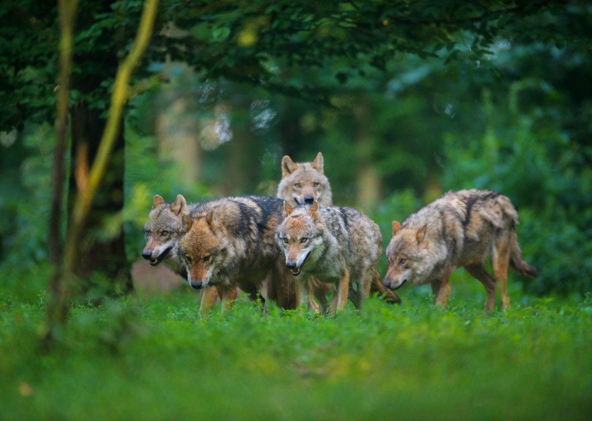 Wölfe Cuxland Niedersachsen