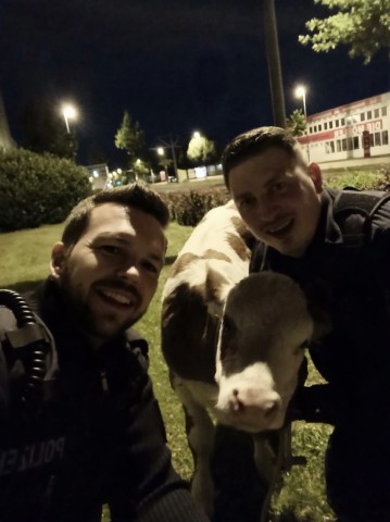 Die beiden Beamten der Polizei Bremen mit dem Kalb „Hugo“.