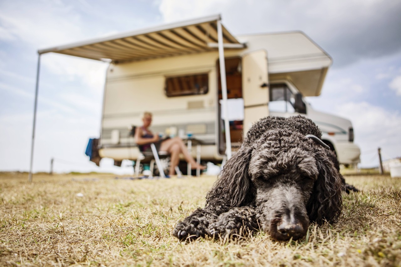 Camping-Urlauber haben in Kroatien einen einsamen Hund gefunden (Symbolbild). 