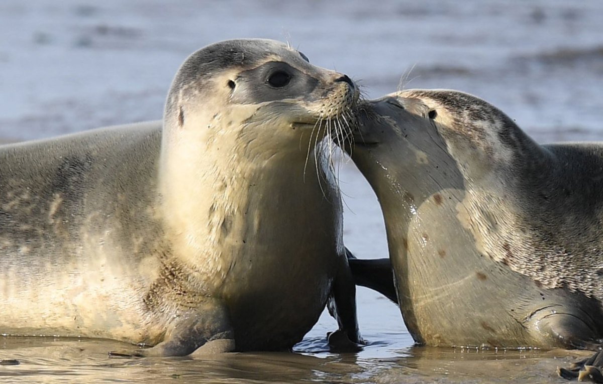 Elbe, Seehunde in der Elbe.jpg