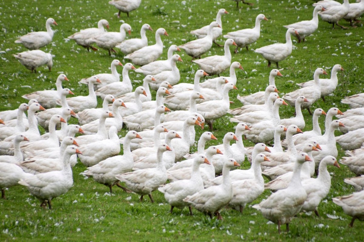 Gänse Pinneberg Vogelpest