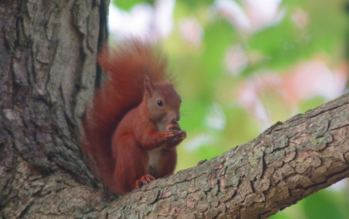 Hamburg Natur Kahlschlag Bäume NABU Naturschutz Umwelt Straßen Allee.jpg