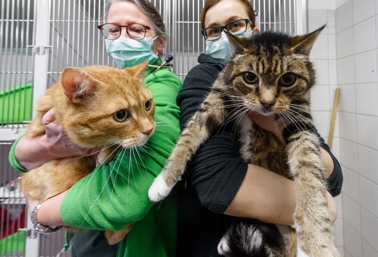 Das Tierheim Hamburg hat mit vielen Problemen zu kämpfen. Eines davon betrifft zahlreiche Welpen und Katzen.