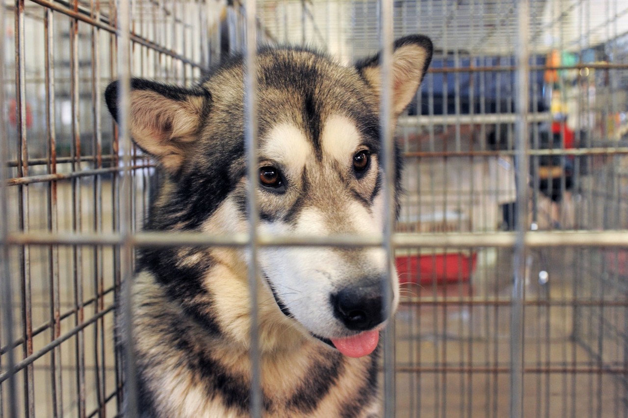 Der Hund floh mit seiner Familie aus der Ukraine, dann mussten sie getrennt werden. Jetzt lebt er bei Hamburg (Symbolbild). 