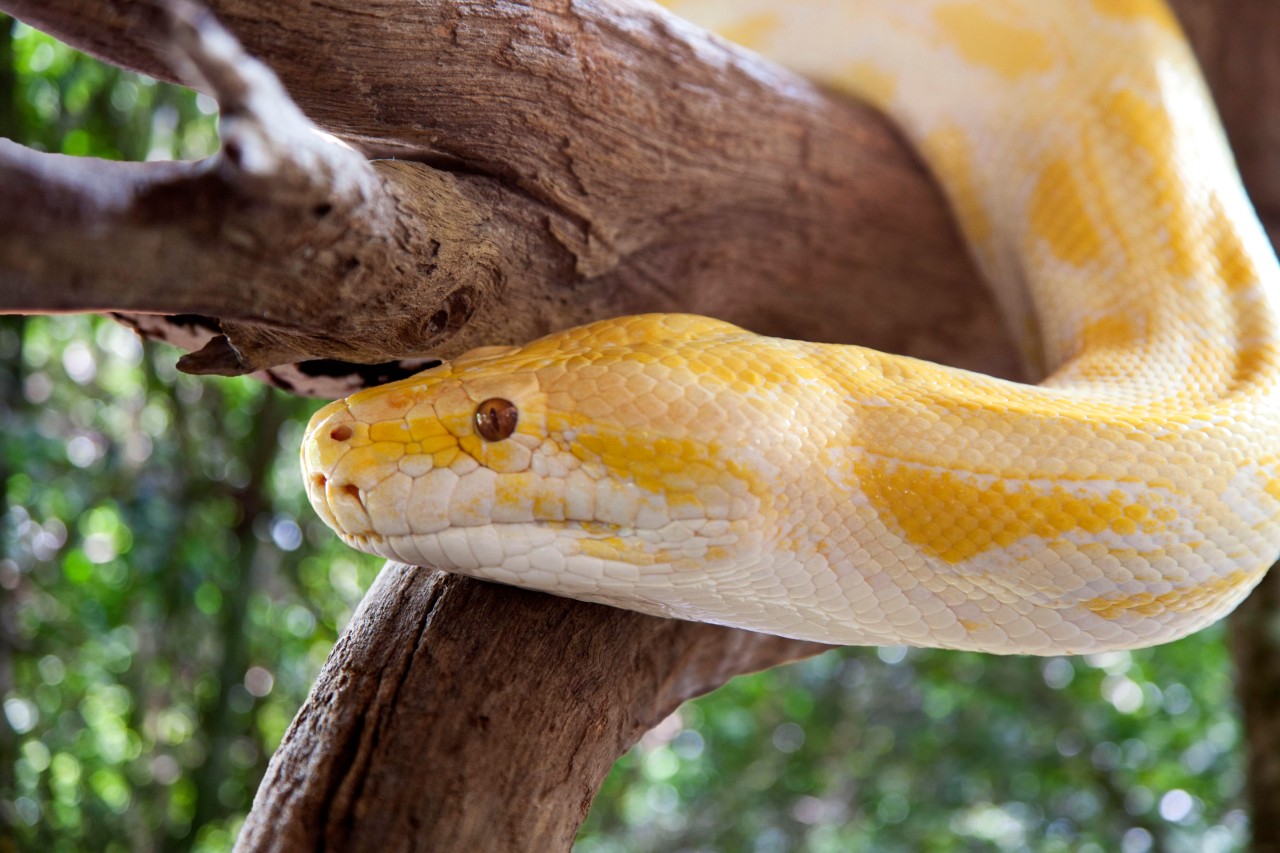 Kiel: So sieht eine Albino-Python aus (Symbolbild). 