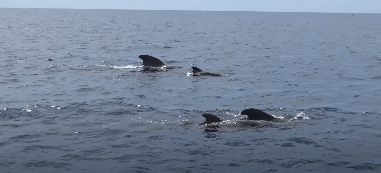 Die „Mein Schiff 2“-Passagiere sehen jede Menge Wale und Delfine. 