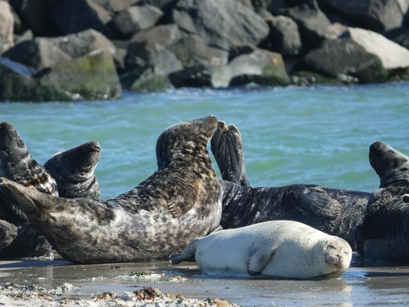 Mit Kegelrobben und Seehunde teilen sich Urlauber die Helgoländer Düne.