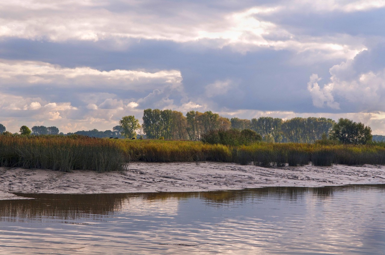 Die Wischhafener Süderelbe: Die Tiere könnten von Hamburg aus Richtung Elbmündung vordringen. 