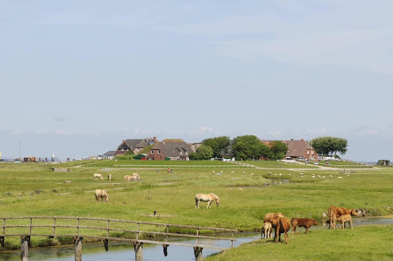 Nordsee: Auf Hallig Hooge ist der Ärger wegen einer neuen Regelung zur Bundestagswahl groß (Symbolbild).