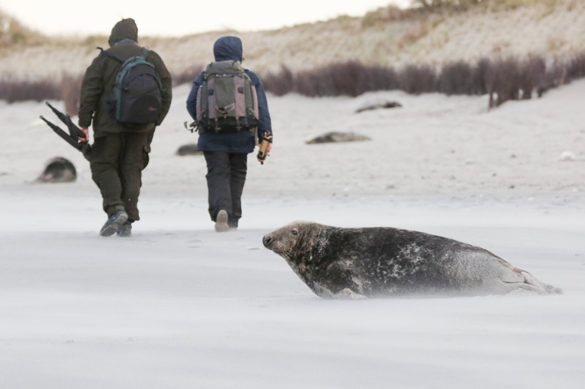 Nordsee Helgoland Kegelrobben Raubtier Fischer