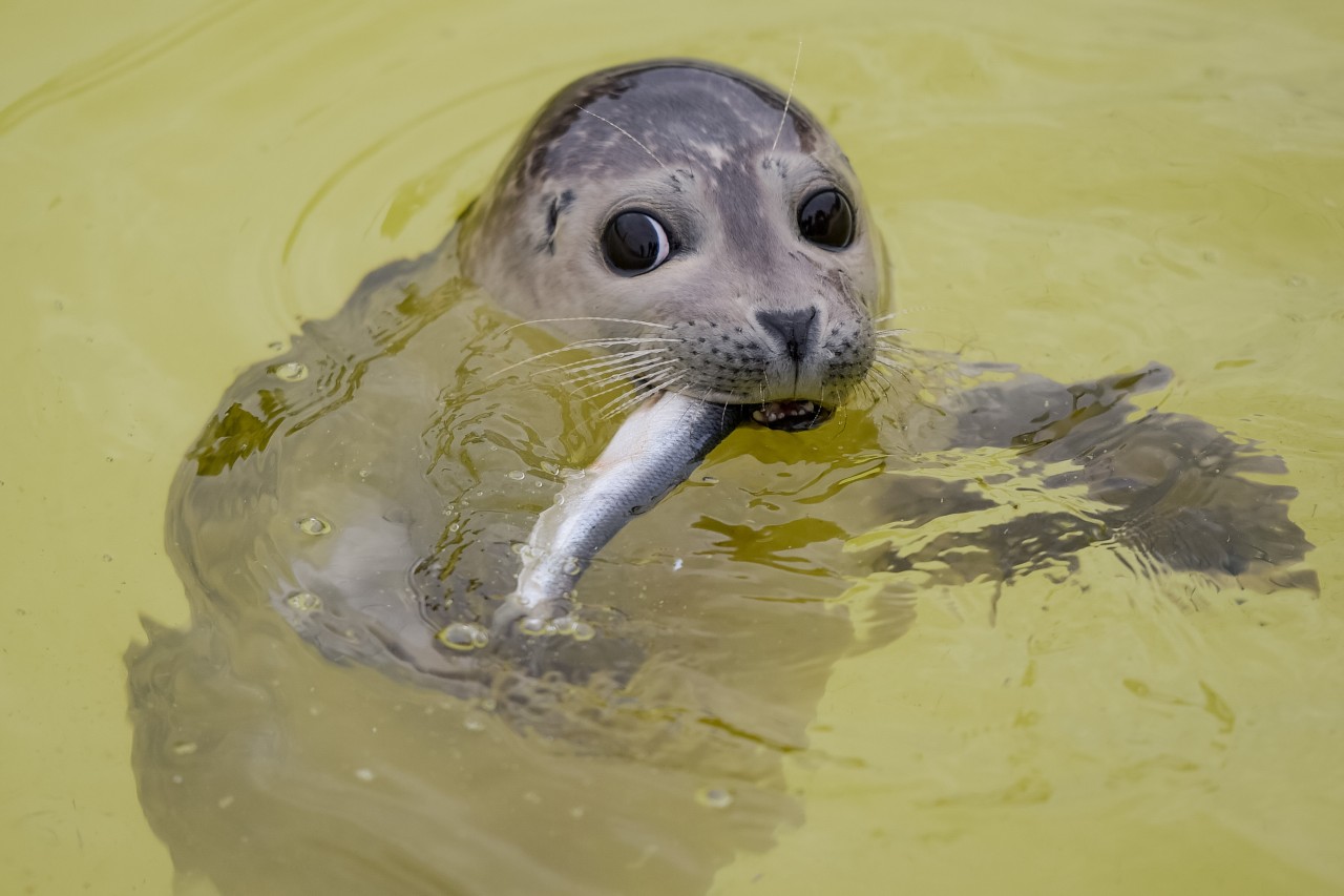 Ein Seehundheuler frisst in der Seehundstation Friedrichskoog einen Fisch.