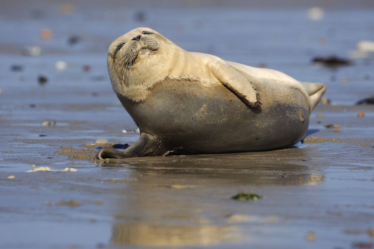 Ein Jungtier am Nordsee-Strand 