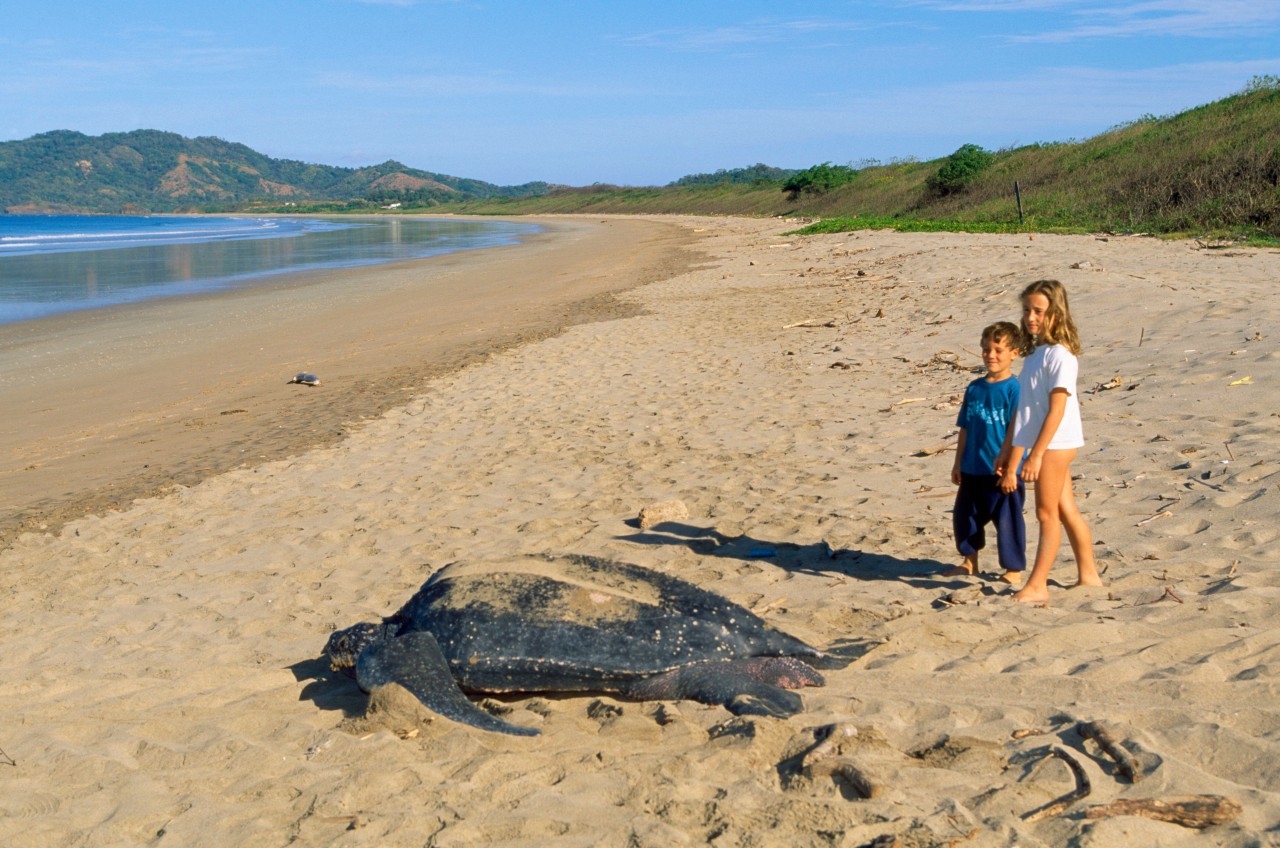 In der Nordsee sind riesige Lederschildkröten wie diese sehr seltene Besucher (Symbolbild)