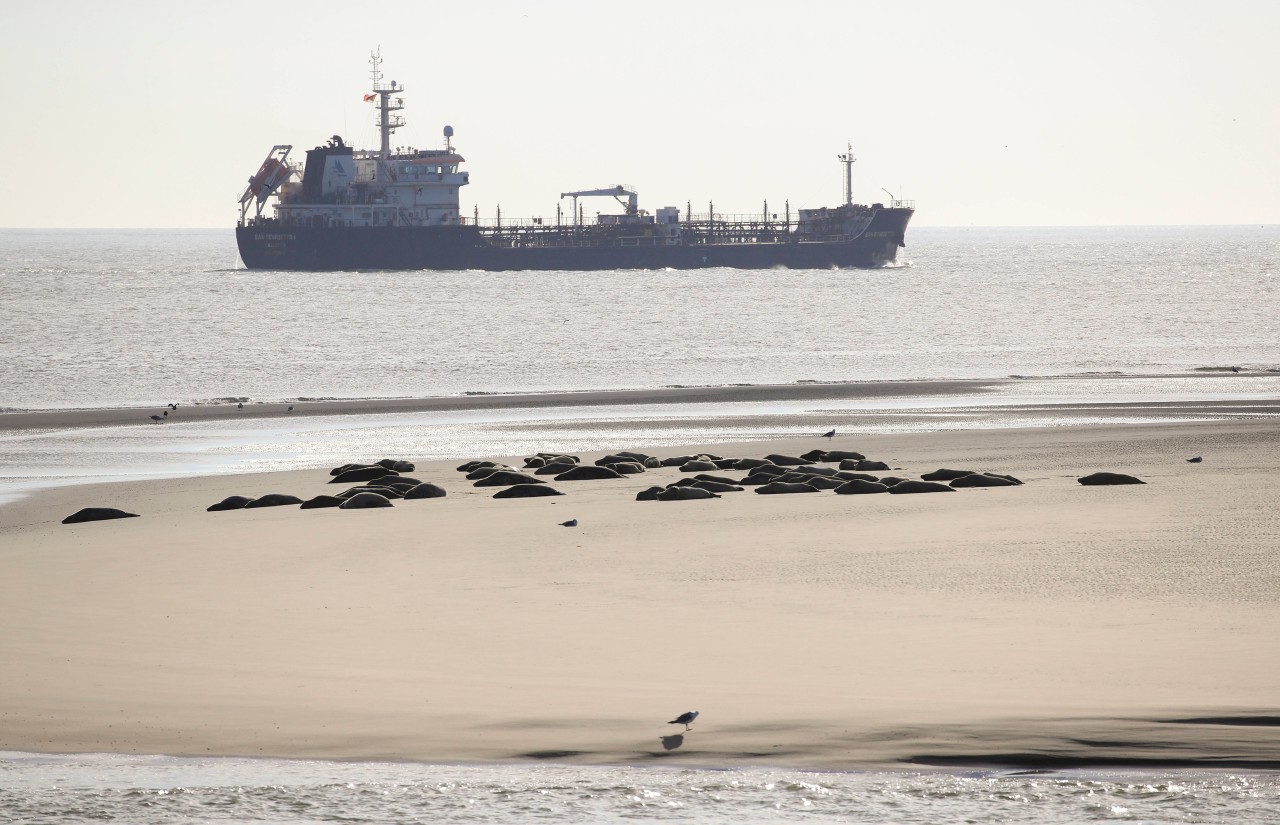 Der Bestand der Seehunde im Wattenmeer steigt 