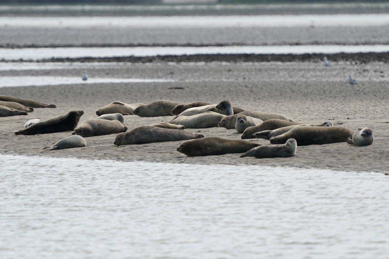 In der Nordsee leben so viele Seehunde wie seit 100 Jahren nicht mehr