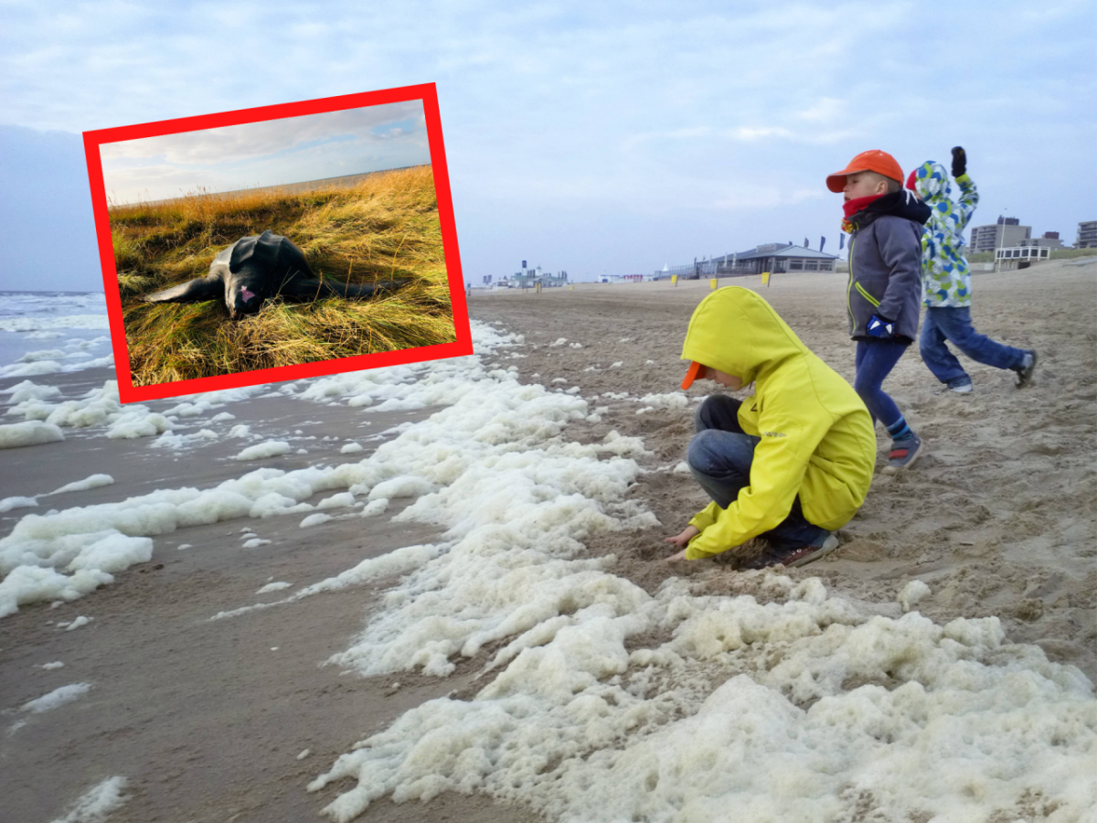 Nordsee Strand Kindergarten Dänemark Schildkröte.png