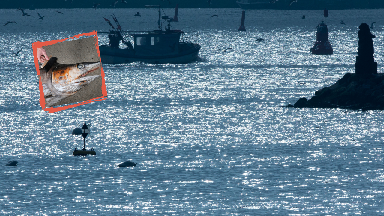 Der außergewöhnliche Fund in der Ostsee wird jetzt auf besondere Weise bearbeitet. 