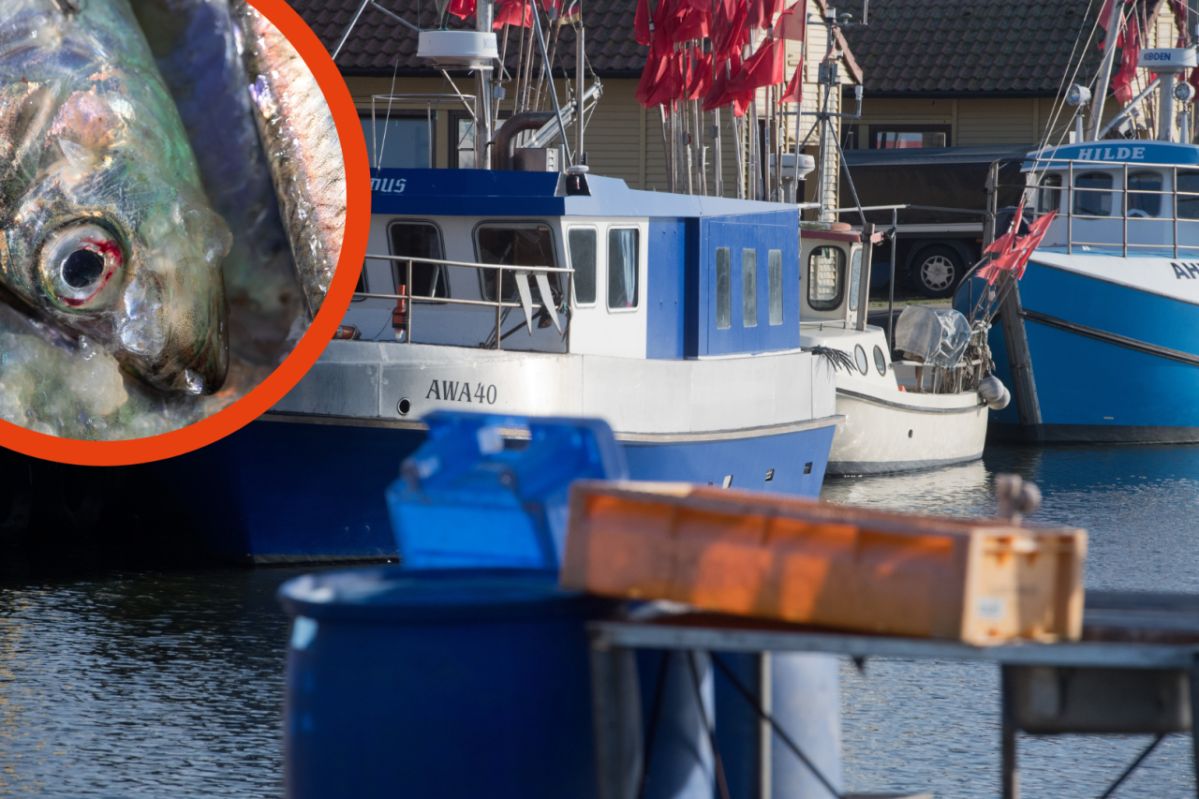 Ostsee Hering Dorsch Fischerei