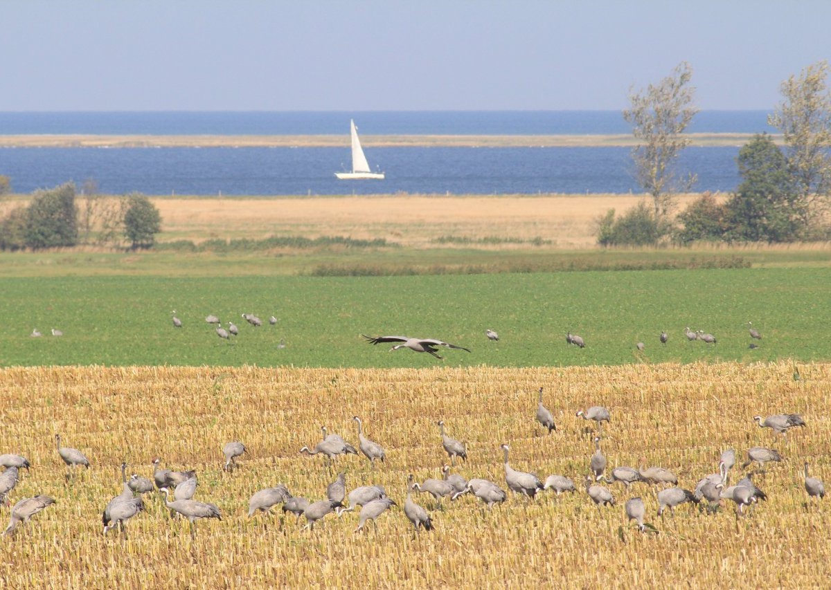 Ostsee NABU Umweltschutz