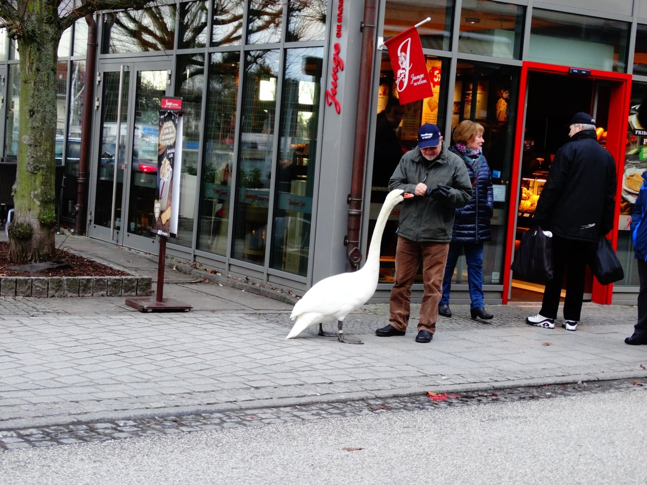 Kuriose Szene an der Ostsee: Ein Mann und ein handzahmer Schwan.