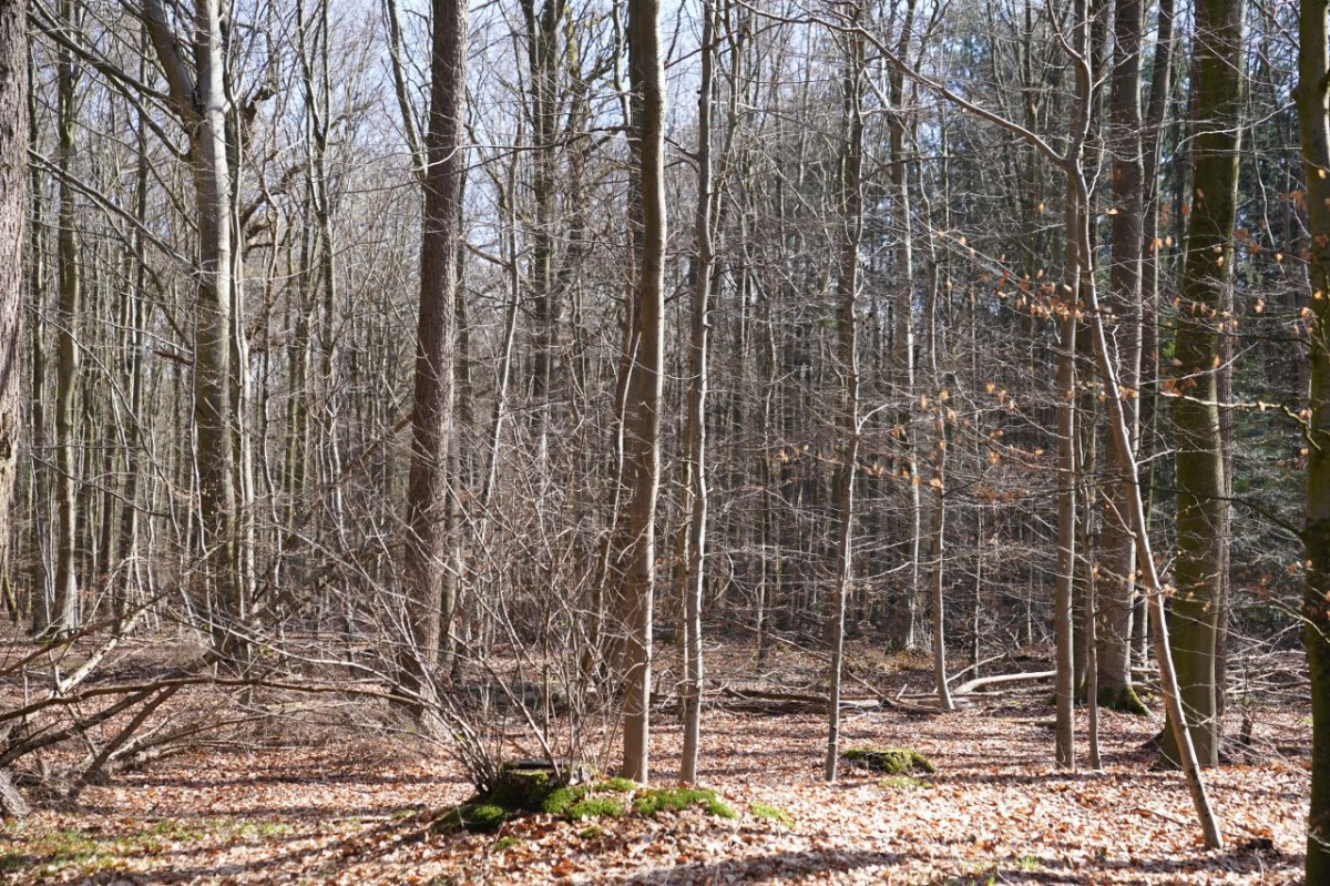 Pinneberg Schenefeld Wald Jäger Reh