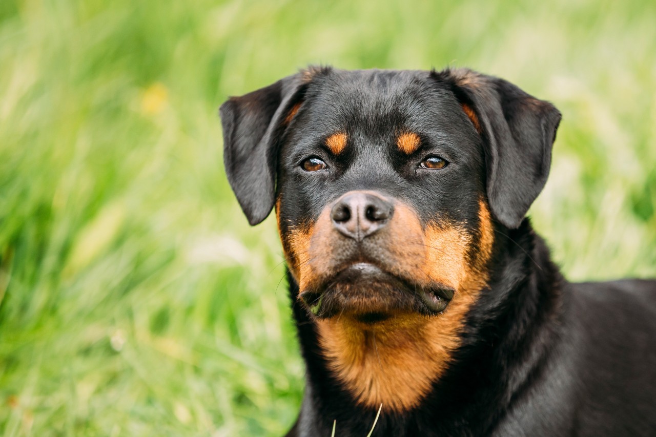 Ein junger Rottweiler wie dieser wurde mit Gewichten am Hals aus einem See im Landkreis Rostock geborgen. 