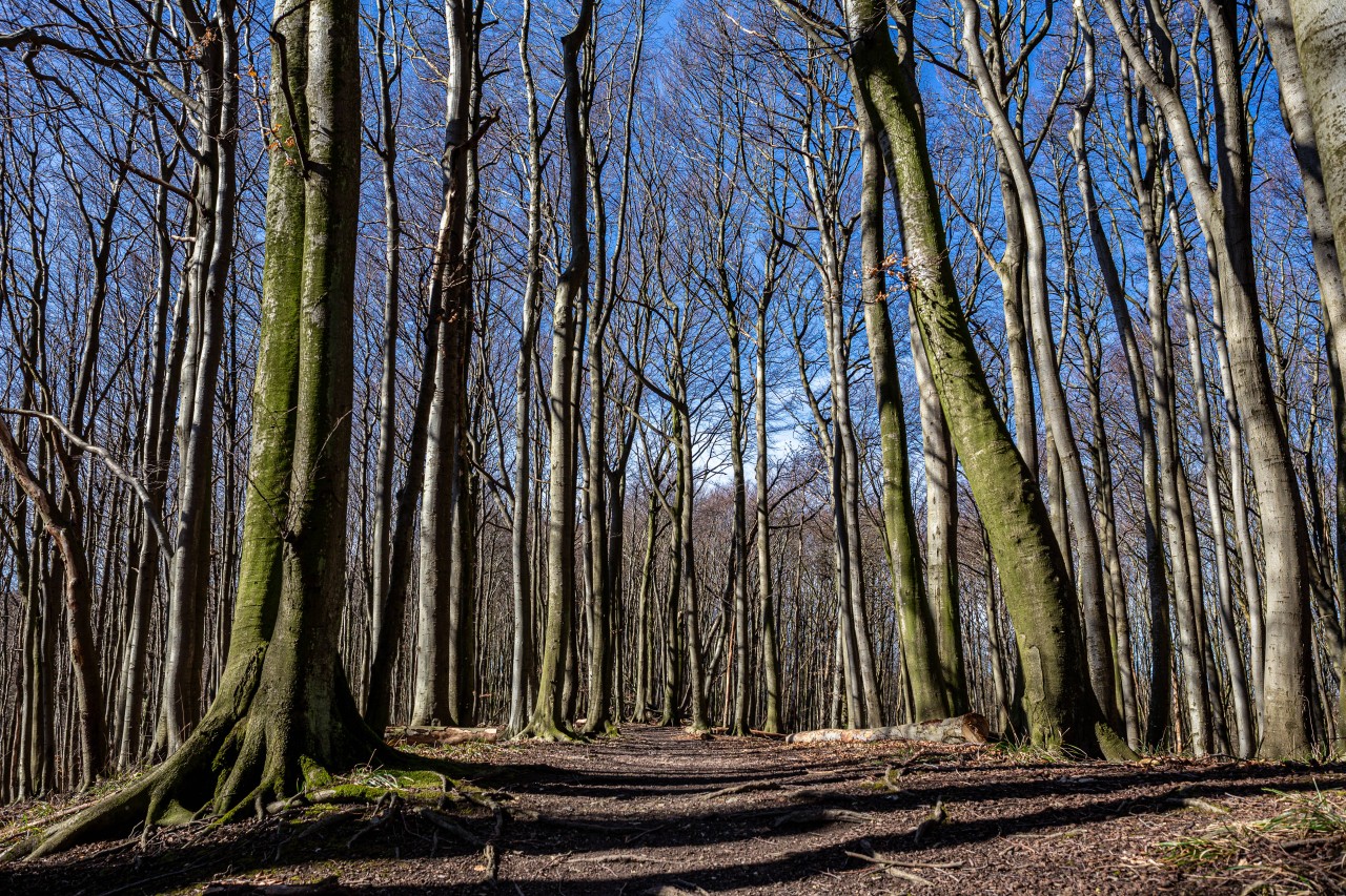 Der Nationalpark Jasmund auf Rügen.