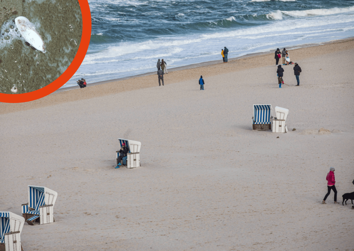 Strand Sylt Fund Rätsel Schulp.png