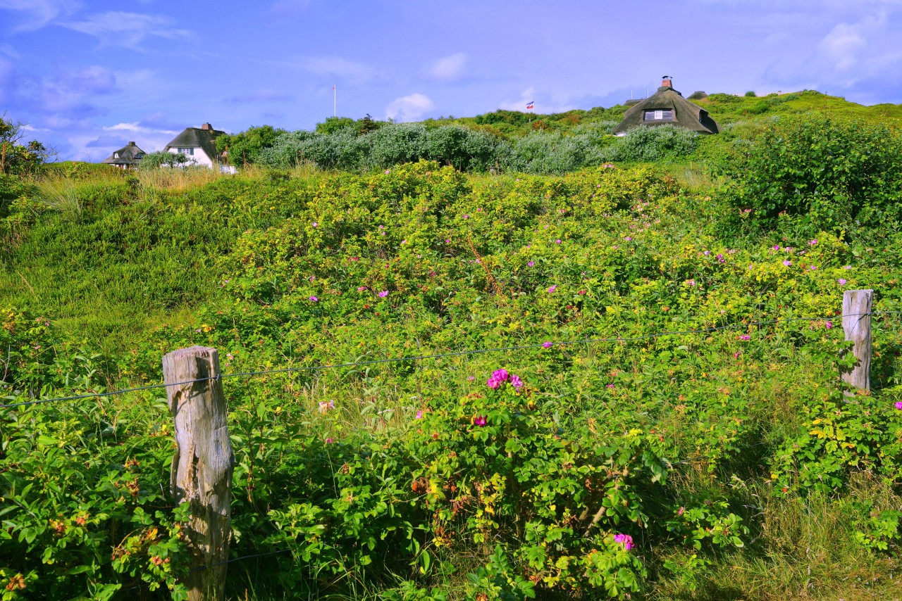 Typische Friesenhäuser auf Sylt.