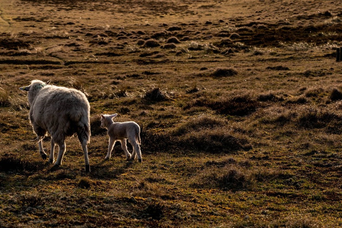 Sylt Schaf Lamm Deich