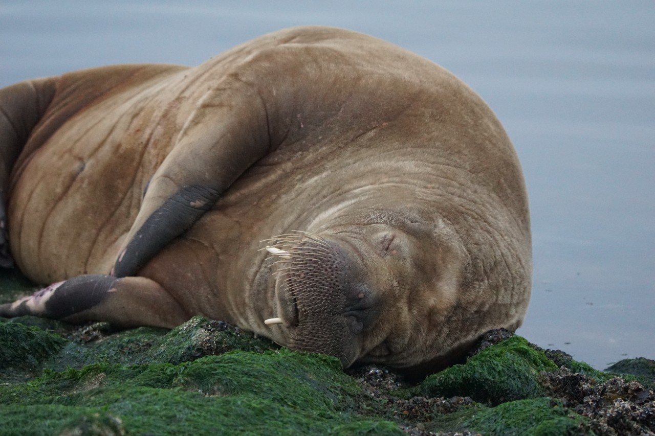 Auf der Insel Baltrum wurde ein Walross gesichtet.