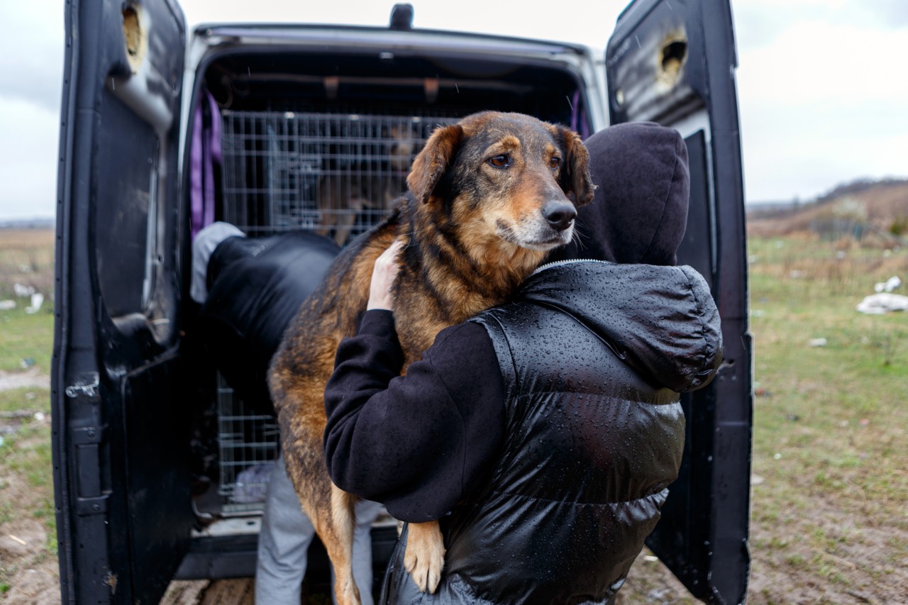 Hunde und Katzen aus der Ukraine suchen in Hamburg ein neues Zuhause. 